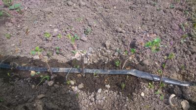 Прикрепленное изображение: DSC_0056.JPG